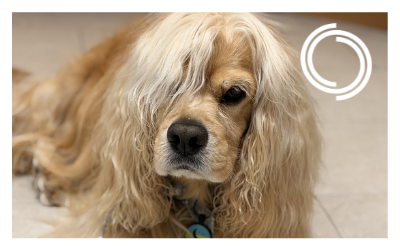 Dempsey Dog Meet + Greet: Benny [Rock Row]